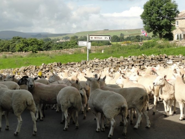 Sheep, Melmerby, Coverdale, Yorkshire Dales
