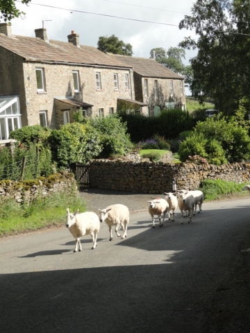Sheep herding in Melmerby